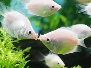 觀賞壽命魚長得快嗎_壽命長的觀賞魚小魚_壽命較長的觀賞魚