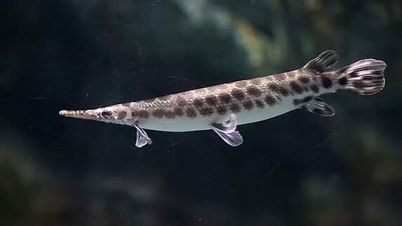 壽命長的觀賞魚小魚_觀賞壽命魚長得快嗎_壽命較長的觀賞魚