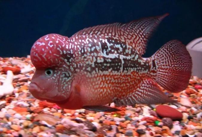 壽命長的觀賞魚小魚_壽命較長的觀賞魚_觀賞壽命魚長得快嗎