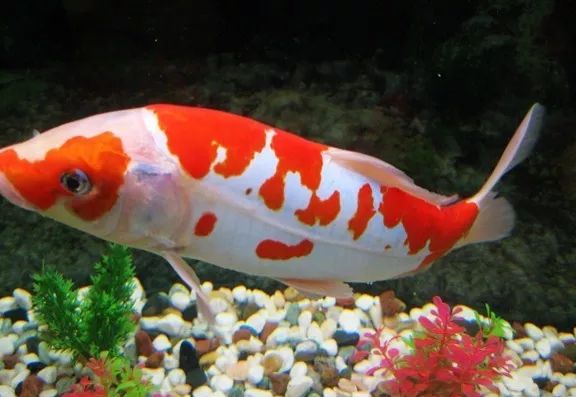 觀賞壽命魚長得快嗎_壽命較長的觀賞魚_壽命長的觀賞魚小魚