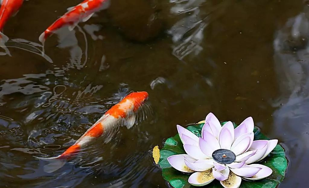 壽命較長的觀賞魚_壽命長的觀賞魚小魚_觀賞壽命魚長得快嗎