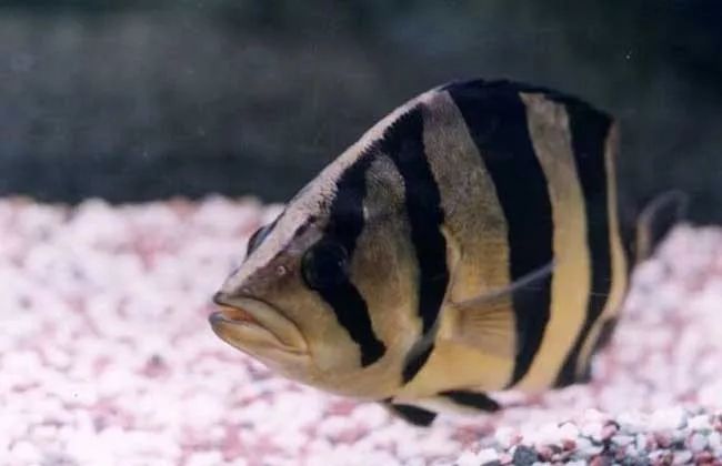 觀賞壽命魚長得快嗎_壽命長的觀賞魚小魚_壽命較長的觀賞魚