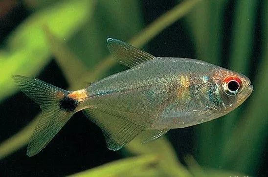 壽命長的觀賞魚小魚_觀賞壽命魚長得快嗎_壽命較長的觀賞魚