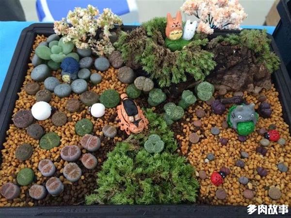 多肉 顆粒_顆粒多肉土_顆粒多肉開(kāi)花怎么回事