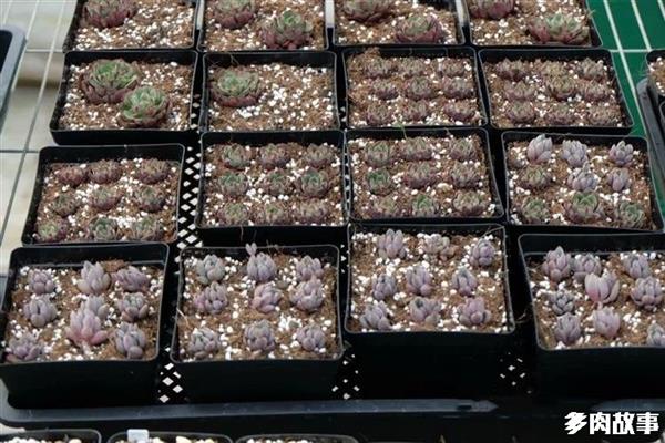 多肉 顆粒_顆粒多肉開(kāi)花怎么回事_顆粒多肉土