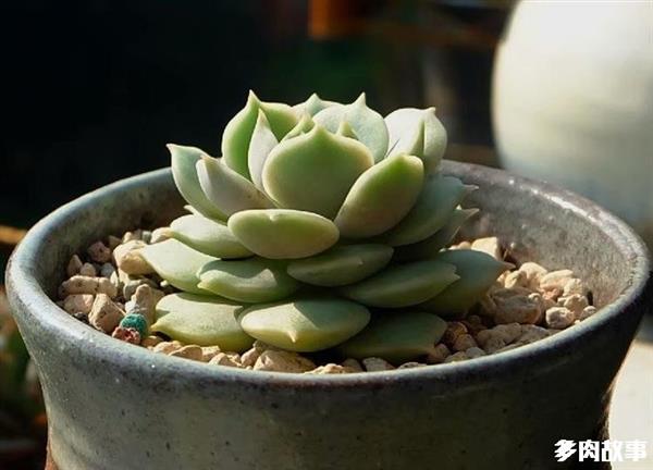 顆粒多肉土_多肉 顆粒_顆粒多肉開(kāi)花怎么回事