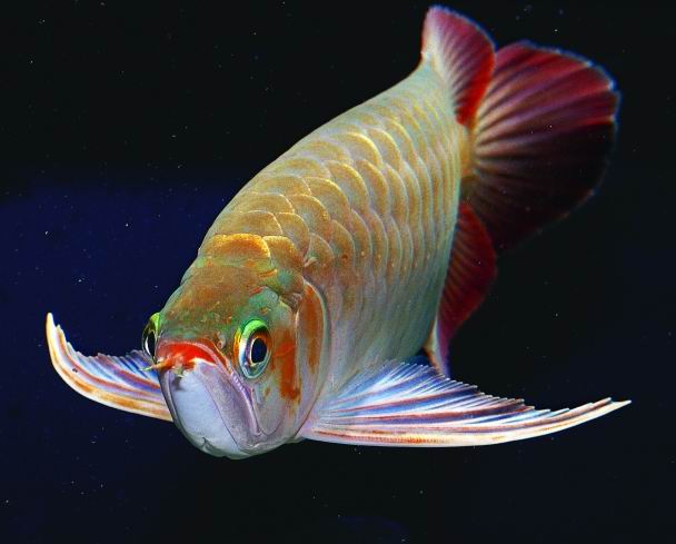 觀賞魚海象圖片_觀賞魚海象_觀賞魚海象的養殖方法