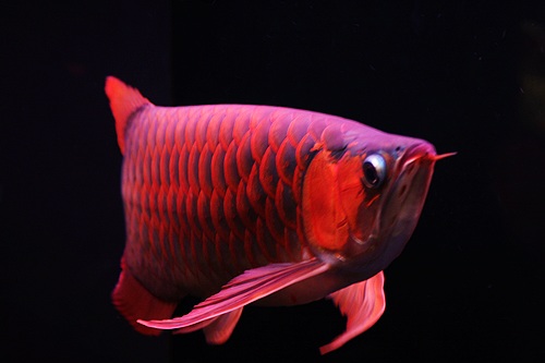 觀賞魚海象圖片_觀賞魚海象_觀賞魚海象的養殖方法