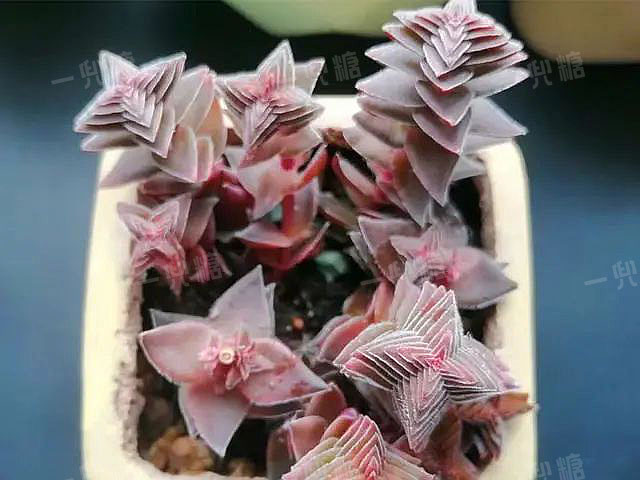 多頭 多肉_多頭多肉怎么換盆_多頭多肉需要拆開嗎