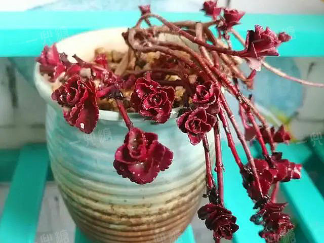 多頭 多肉_多頭多肉需要拆開嗎_多頭多肉怎么換盆