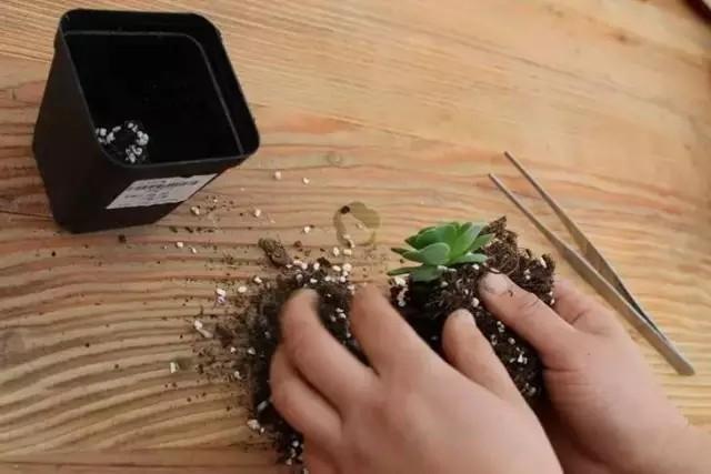 多肉專用盆_多肉盆具_(dá)多肉專用花盆