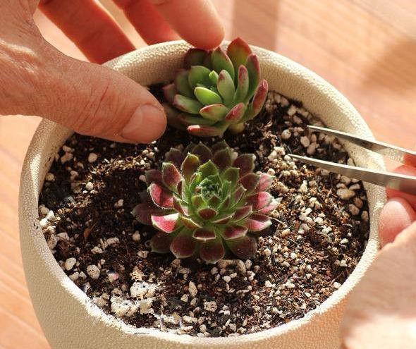 多肉盆具_(dá)多肉專用花盆_多肉專用盆