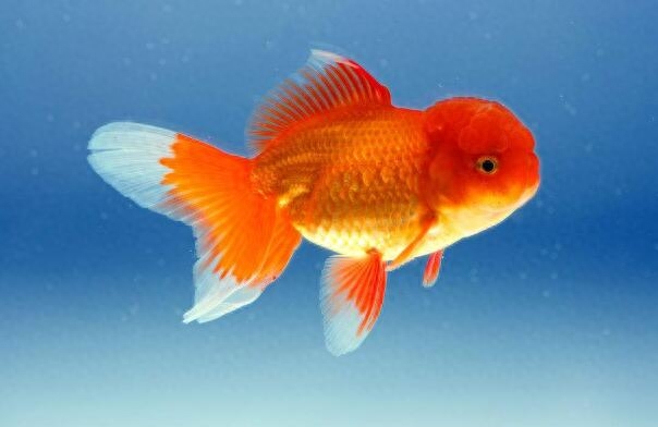 淡水觀賞魚冷水_冷水觀賞魚適合多少溫度_大型冷水魚觀賞魚