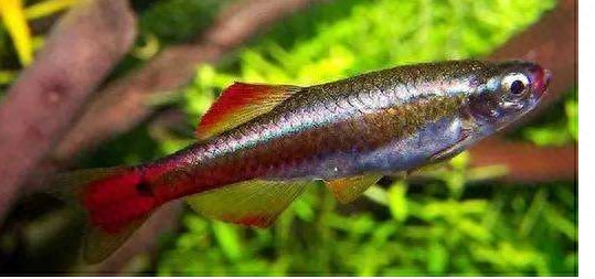 冷水觀賞魚適合多少溫度_大型冷水魚觀賞魚_淡水觀賞魚冷水