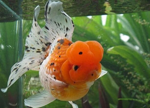 淡水觀賞魚冷水_冷水觀賞魚適合多少溫度_大型冷水魚觀賞魚