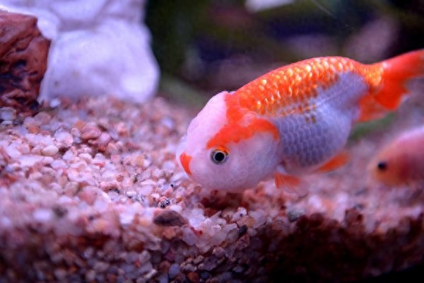 淡水觀賞魚冷水_冷水觀賞魚適合多少溫度_大型冷水魚觀賞魚