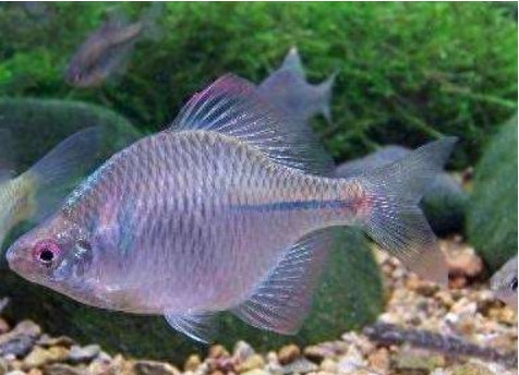 大型冷水魚觀賞魚_冷水觀賞魚適合多少溫度_淡水觀賞魚冷水