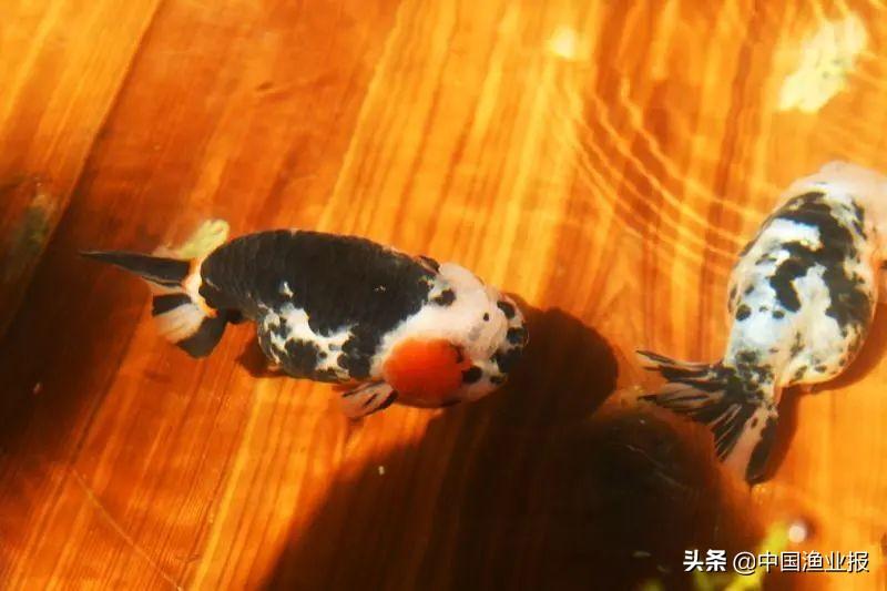 觀賞魚診所_觀賞魚場_觀賞魚醫院