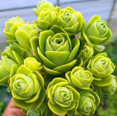 5款“玫瑰系”多肉，不僅顏值高，且好養活，新人也適合