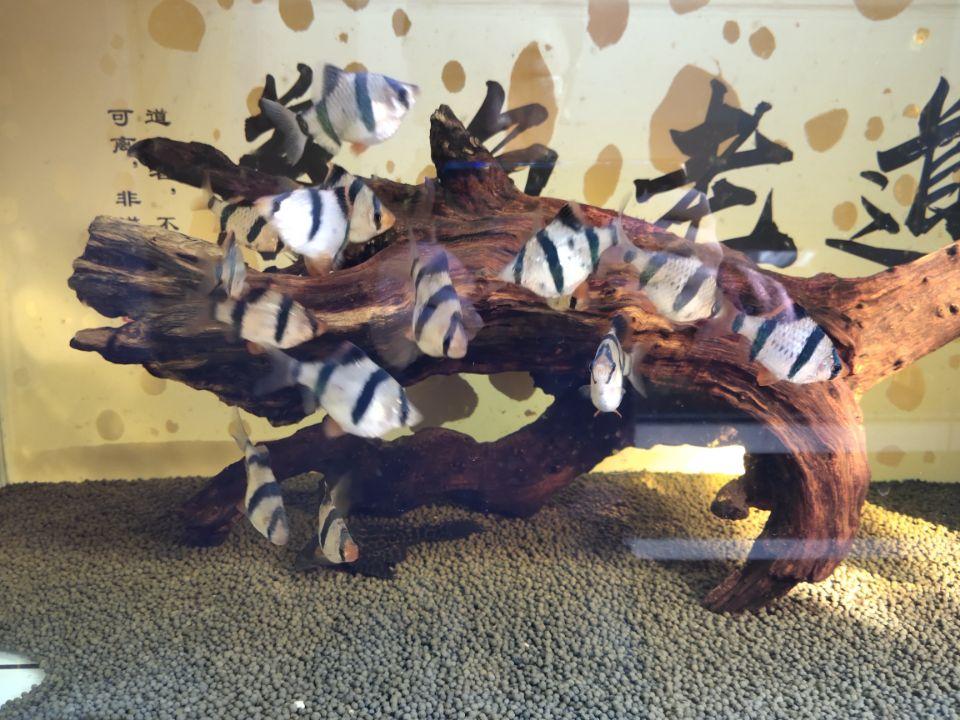 觀賞魚開缸養水方法_觀賞魚缸怎么養水_養觀賞魚養水怎么養