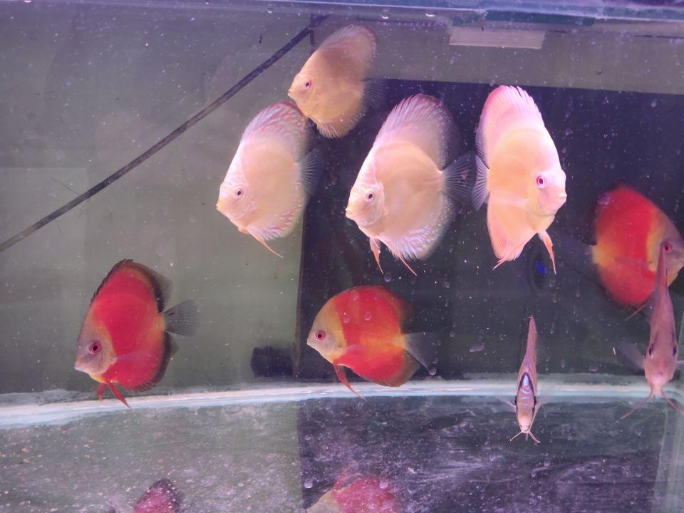 養觀賞魚養水怎么養_觀賞魚開缸養水方法_觀賞魚缸怎么養水