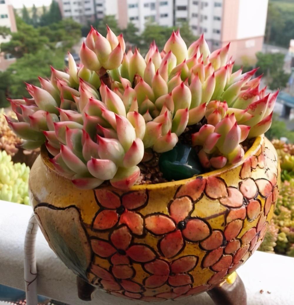 冬天多肉植物怎么養可以曬太陽嗎（了解多肉植物的特點和外形特征）