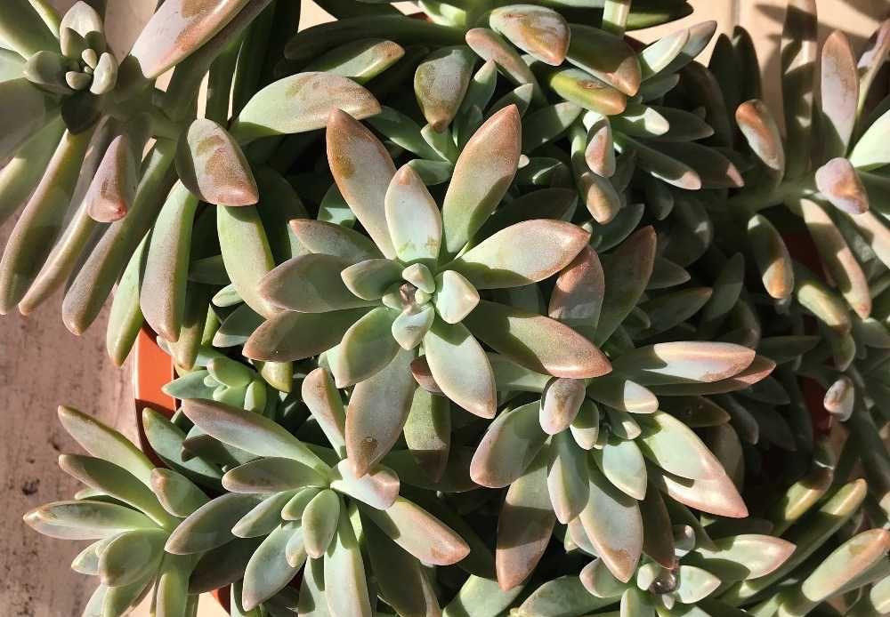 植物多肉怎么養(yǎng)殖方法_植物多肉的圖片_多肉植物怎么