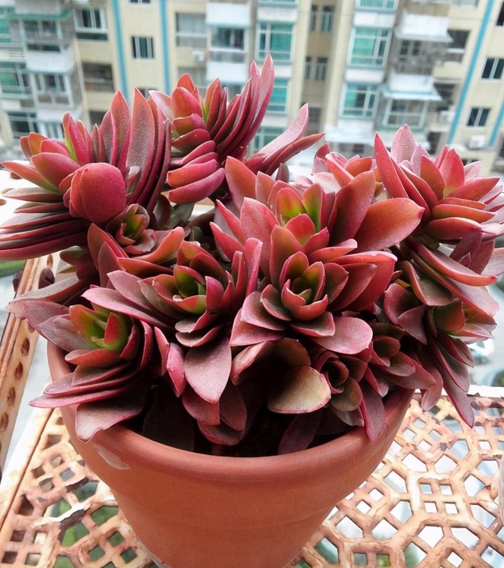 植物多肉的圖片_多肉植物怎么_植物多肉怎么養(yǎng)殖方法