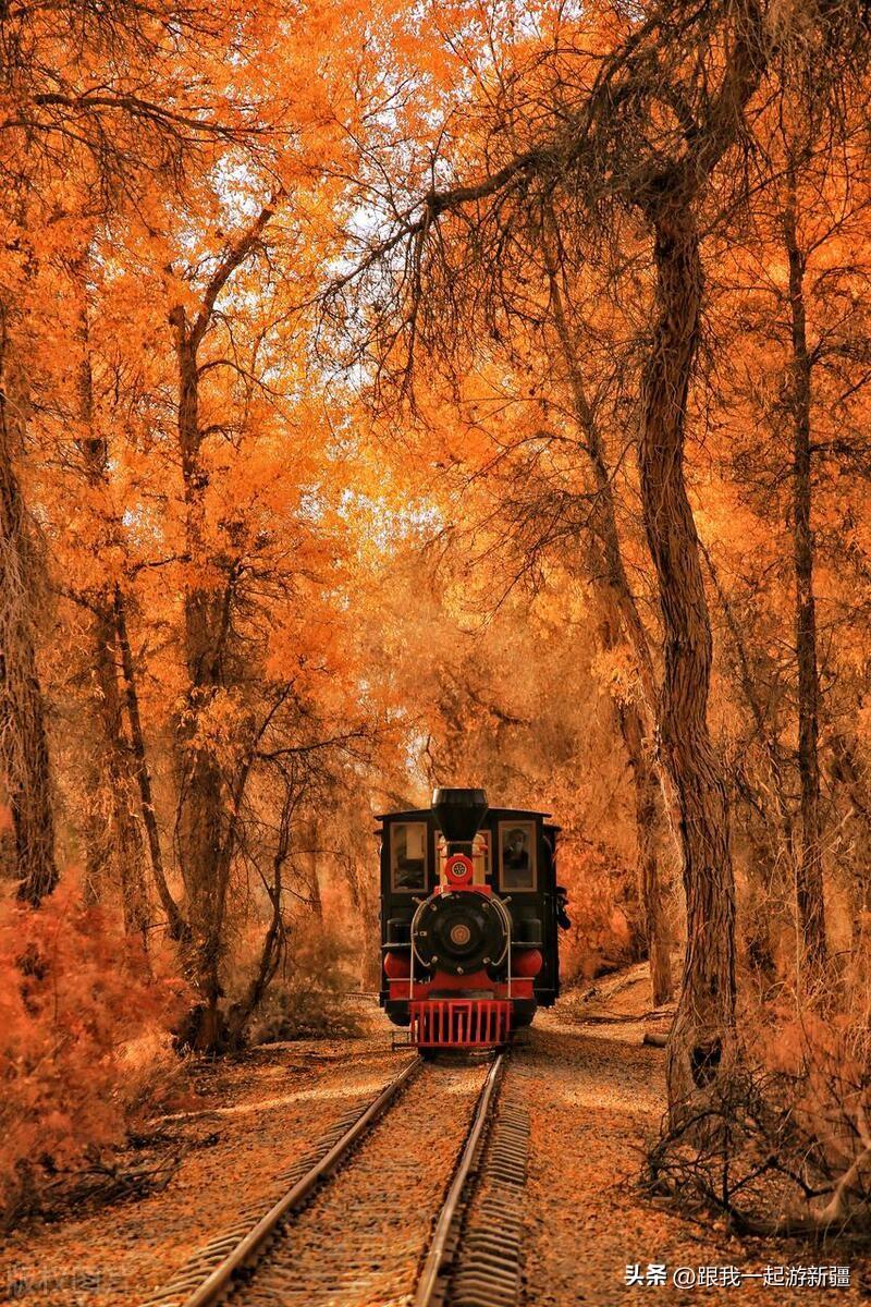 胡楊林旅游路線_胡楊林景區(qū)旅游攻略_胡楊林旅游團(tuán)報(bào)價(jià)