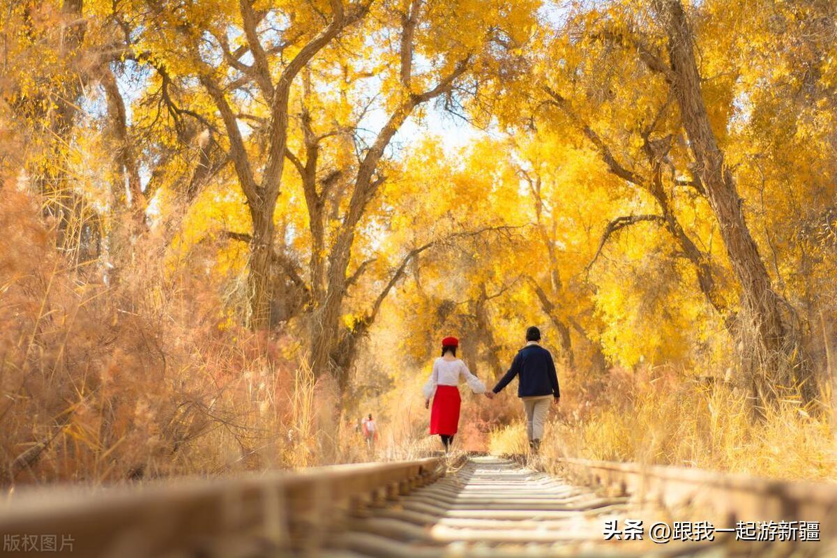 胡楊林景區(qū)旅游攻略_胡楊林旅游團(tuán)報(bào)價(jià)_胡楊林旅游路線