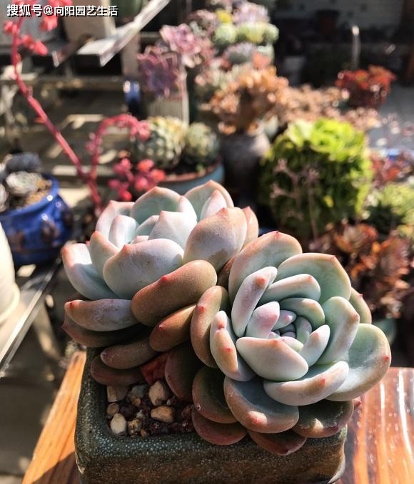 多肉需要施肥嗎？以“鈣元素”為主，其它肥料不要用，影響生長