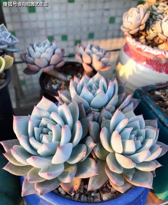 多肉植物的施肥_多肉施肥的作用_給多肉植物施肥有哪些方法