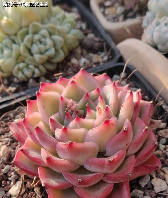 多肉植物的施肥_多肉施肥的作用_給多肉植物施肥有哪些方法