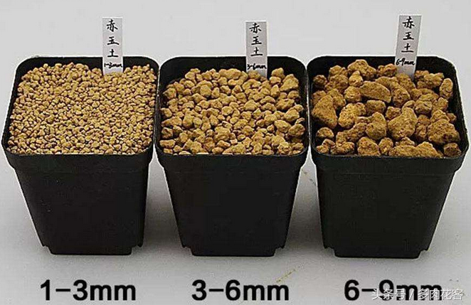 多肉植物教學視頻_玩轉(zhuǎn)多肉植物_植物多肉如何養(yǎng)殖