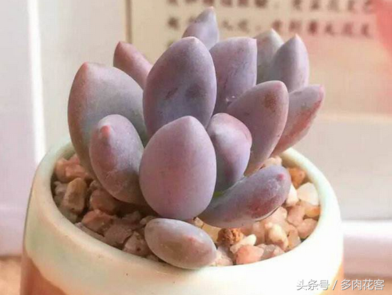 多肉植物教學視頻_植物多肉如何養(yǎng)殖_玩轉(zhuǎn)多肉植物