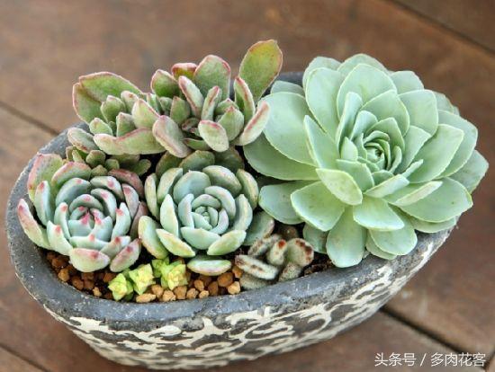 玩轉(zhuǎn)多肉植物_植物多肉如何養(yǎng)殖_多肉植物教學視頻