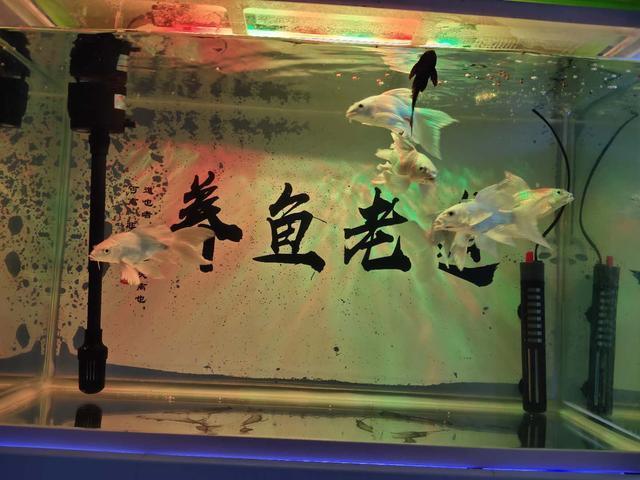 養(yǎng)錦鯉能造景嗎_缸養(yǎng)錦鯉會(huì)長大嗎_能與錦鯉一起養(yǎng)的觀賞魚