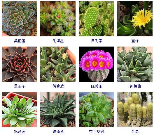 多肉植物的來源地_多肉植物哪里來的_多肉剛來的時候怎么弄