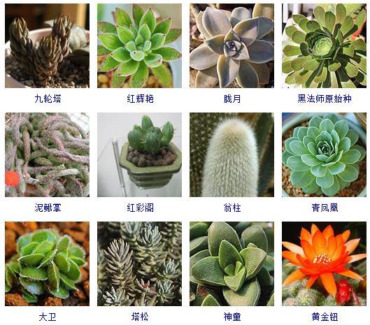 多肉植物的來源地_多肉剛來的時候怎么弄_多肉植物哪里來的