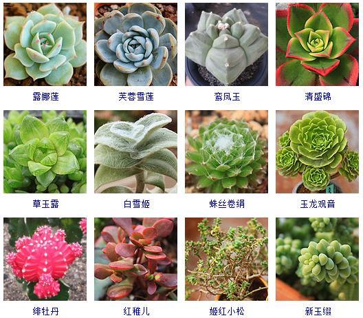 多肉剛來的時候怎么弄_多肉植物的來源地_多肉植物哪里來的