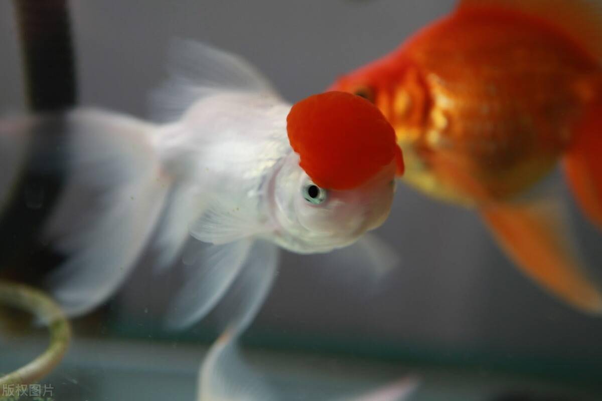 觀賞魚魚苗吃什么長(zhǎng)得快_觀賞魚魚苗吃什么_觀賞魚苗喂什么