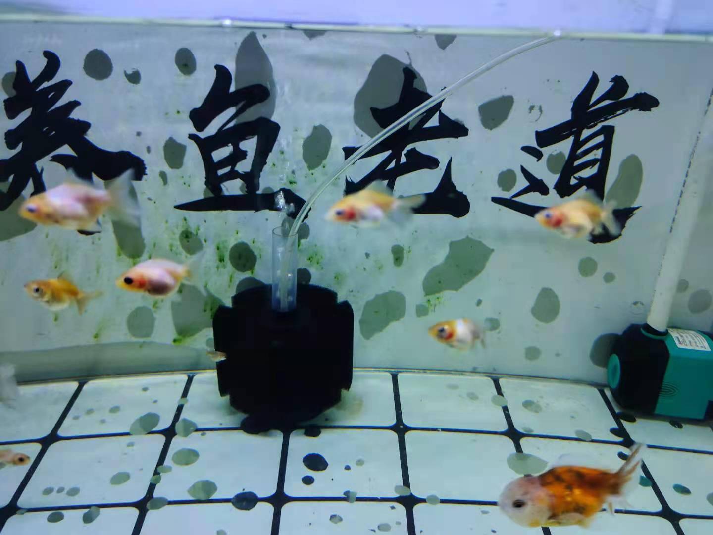 觀賞魚苗喂什么_觀賞魚魚苗吃什么_觀賞魚魚苗吃什么長(zhǎng)得快