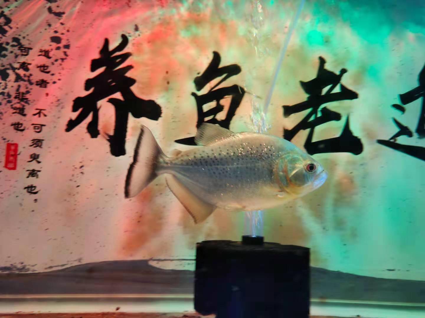 觀賞魚苗喂什么_觀賞魚魚苗吃什么_觀賞魚魚苗吃什么長(zhǎng)得快