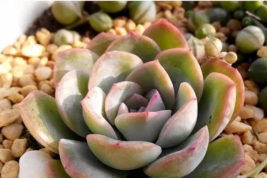 南北方多肉植物越冬，做好這幾點輕松搞定！