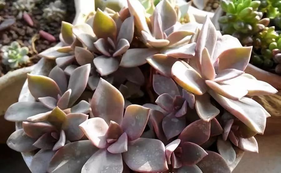 南方的冬天怎么養(yǎng)多肉_南方冬天多肉植物怎樣過(guò)冬_多肉在南方冬天怎么養(yǎng)