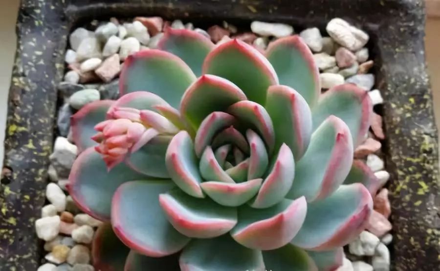 南方冬天多肉植物怎樣過(guò)冬_南方的冬天怎么養(yǎng)多肉_多肉在南方冬天怎么養(yǎng)