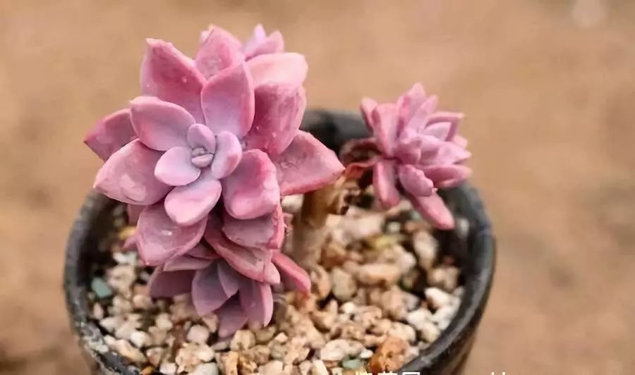 南方冬天多肉植物怎樣過(guò)冬_多肉在南方冬天怎么養(yǎng)_南方的冬天怎么養(yǎng)多肉