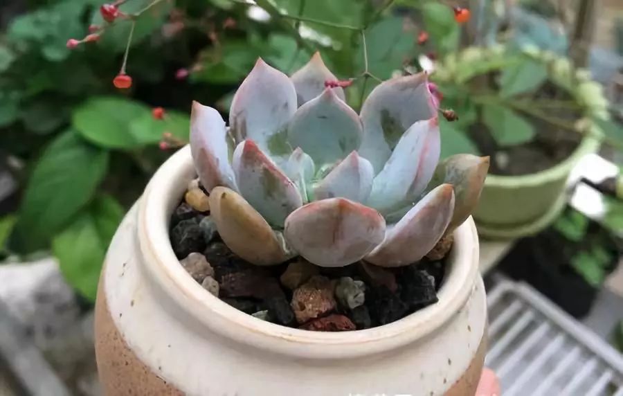 多肉在南方冬天怎么養(yǎng)_南方冬天多肉植物怎樣過(guò)冬_南方的冬天怎么養(yǎng)多肉