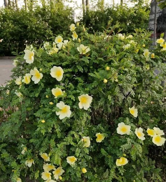 多肉算花還是算草_多肉植物算不算花_多肉植物算花嗎