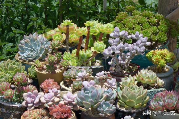 喜歡養(yǎng)多肉，不停的買，家里放不下了，有“感同身受”的花友嗎